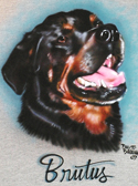 pet portrait