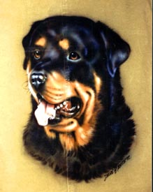 Rottweiler portrait on denim jacket