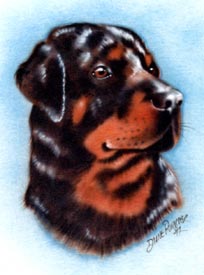 airbrush t-shirt Rottweiler